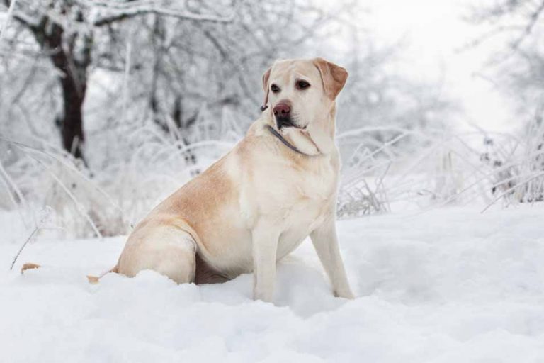 Protecting Your Dog’s Paws During Winter—The Dangers of Snow, Ice, and Salt