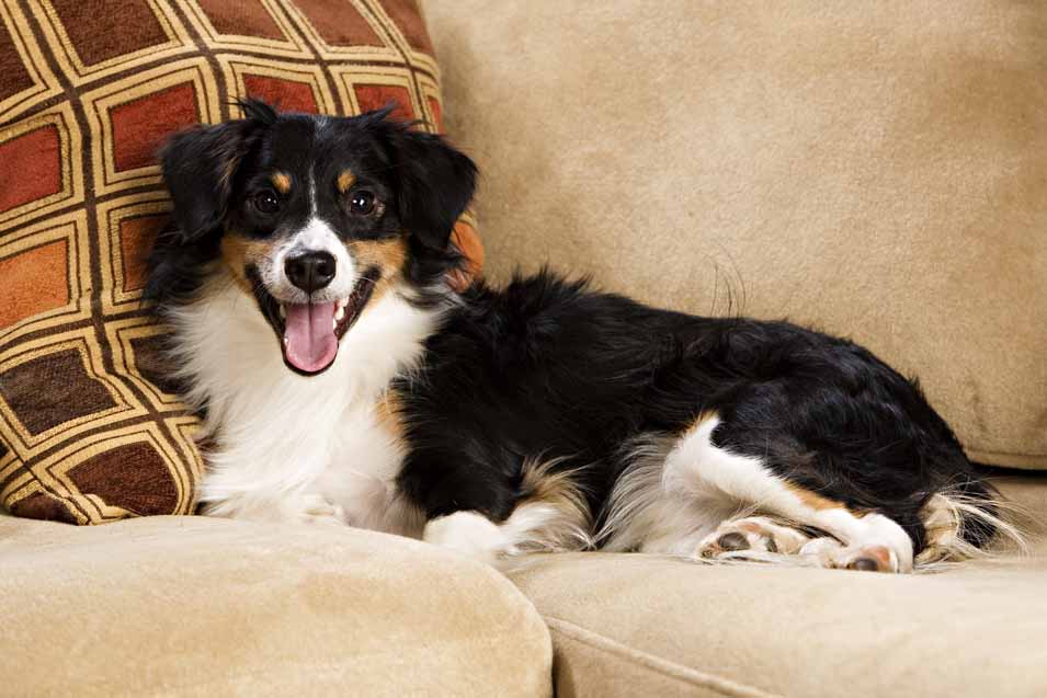 Picture of a dog on the couch