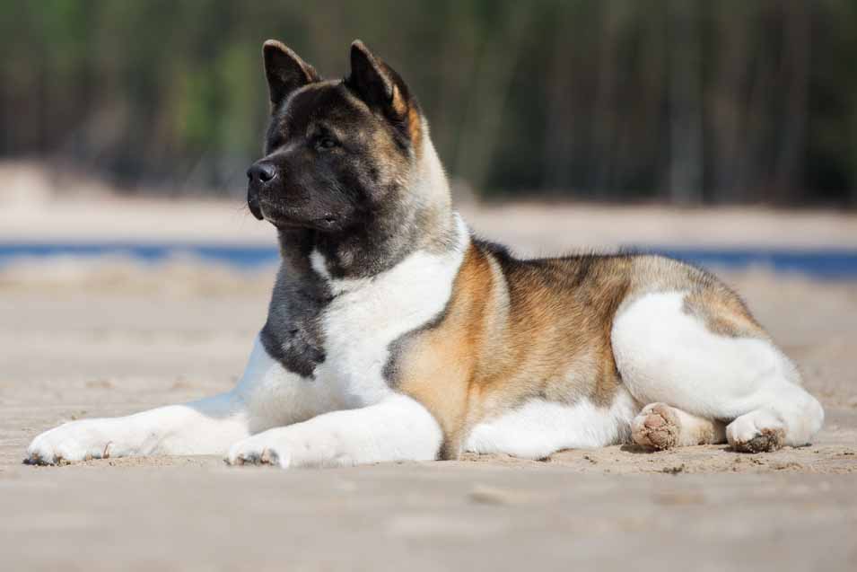 Picture of an Akita