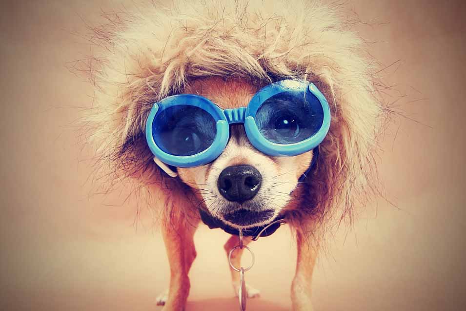 Picture of a funny dog wearing glasses