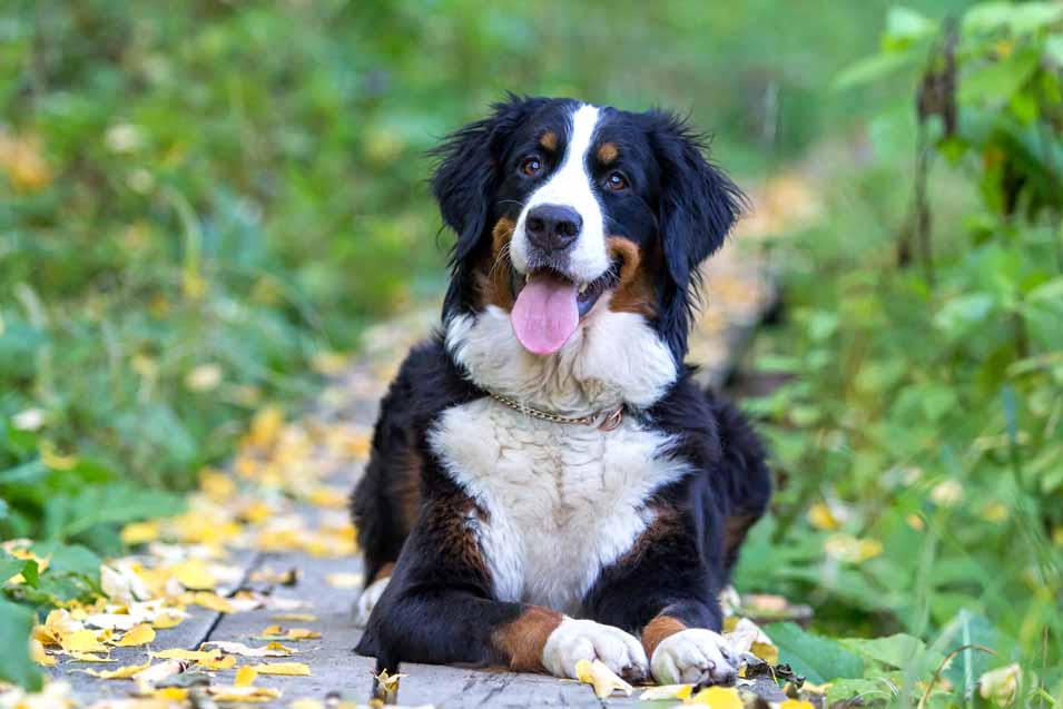 Side Effects of Tramadol in Dogs