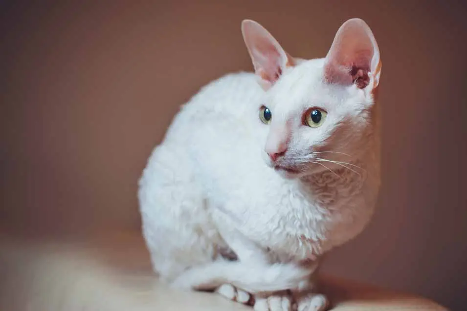 A white curly-coated Cornish Rex cat with large ears and green eyes poses against a softly blurred brown background.
