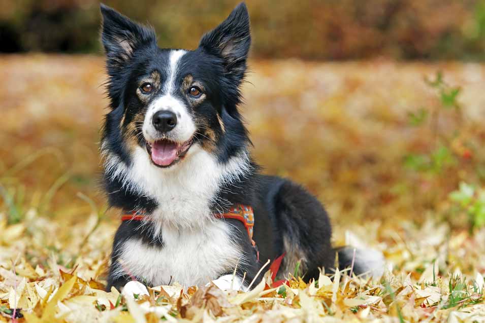 Picture of a Collie