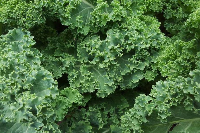 Picture of Kale