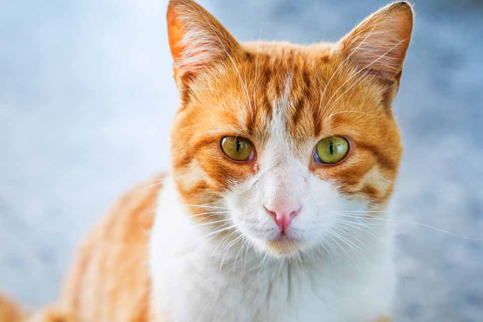 Picture of an older orange cat