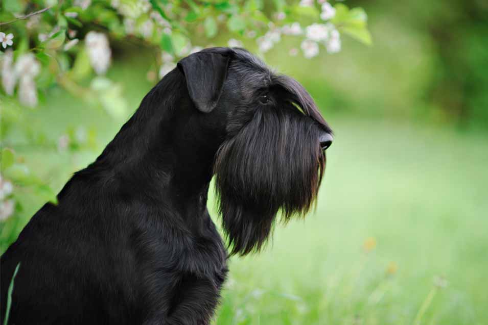 Picture of a giant schnauzer