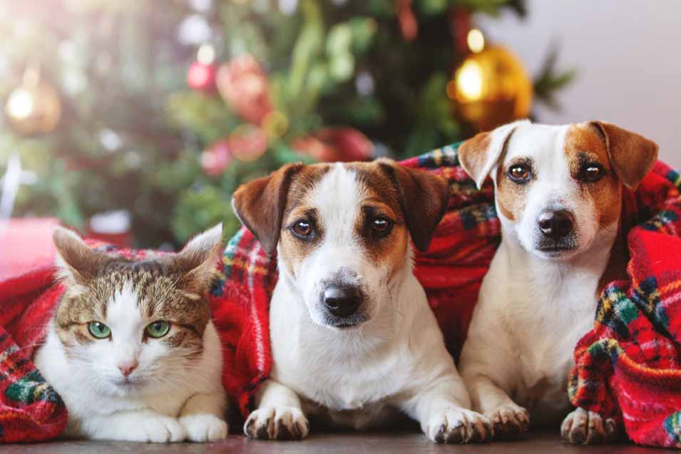 Picture of dogs a cat by Christmas Tree