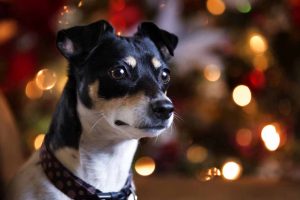 Picture of a dog by the Christmas Tree