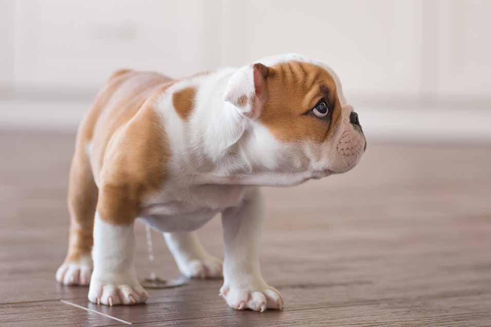 Picture of a timid puppy