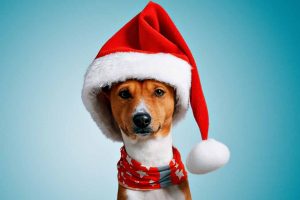 Dog Wearing a Santa Hat