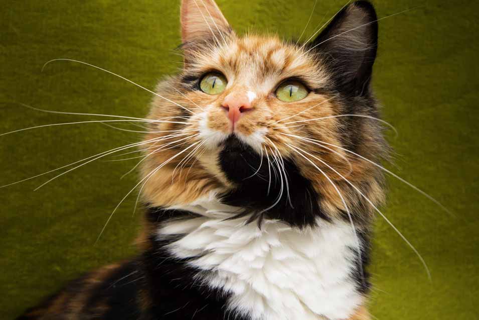 Picture of a Calico Cat