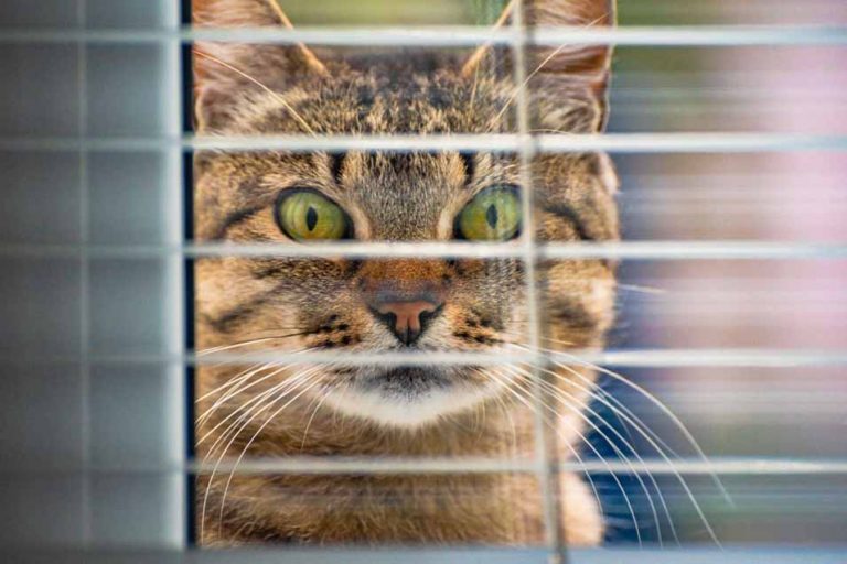 Cat Proof Blinds Keep Your Feline Safe Around Window Coverings