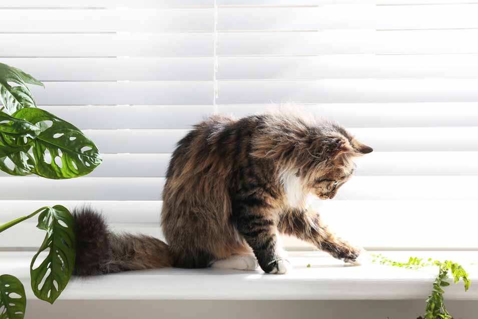 A cat next to window blinds