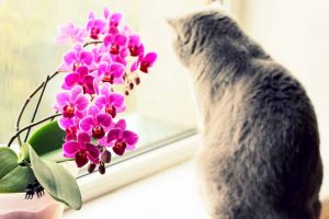 Picture of a grey cat by an orchid