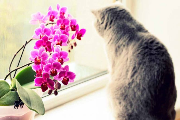 Picture of a grey cat by an orchid