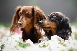 Picture of two male dachshunds