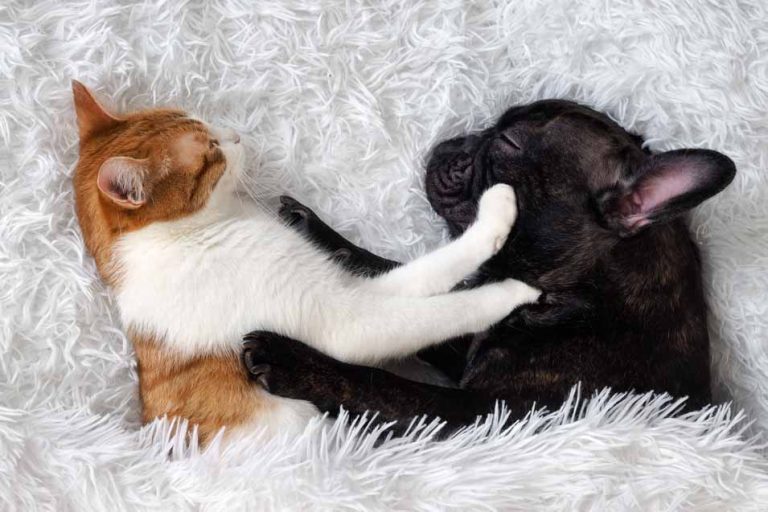 Picture of a dog and cat in bed