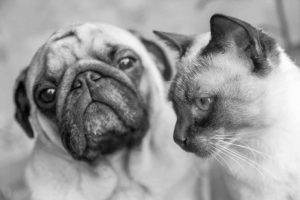 picture of a dog and cat