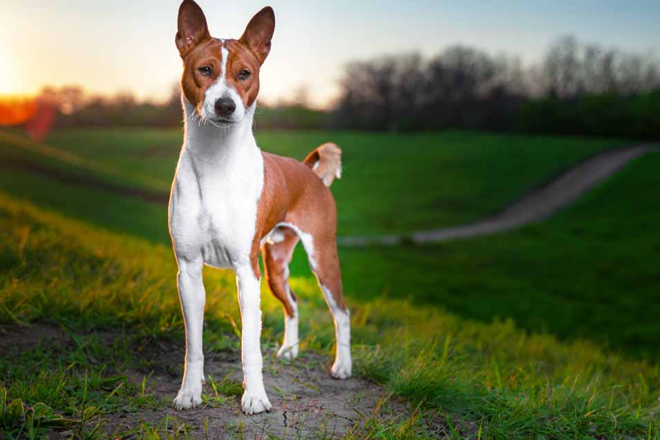 Picture of a Basenji