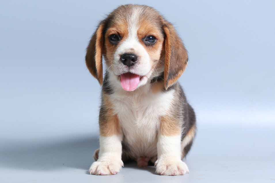  Picture of a Beagle