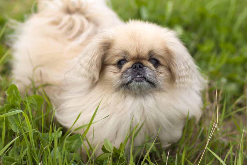 Picture of a Pekingese