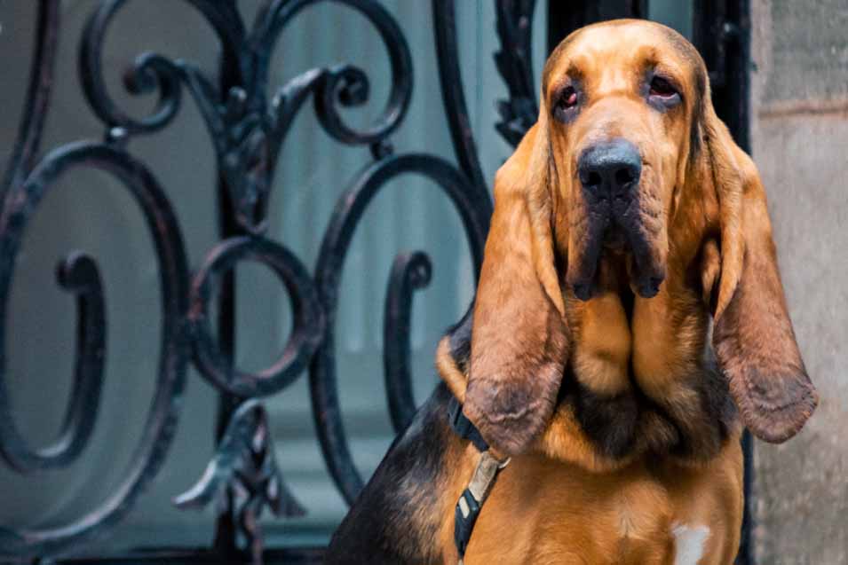 Picture of a Bloodhound