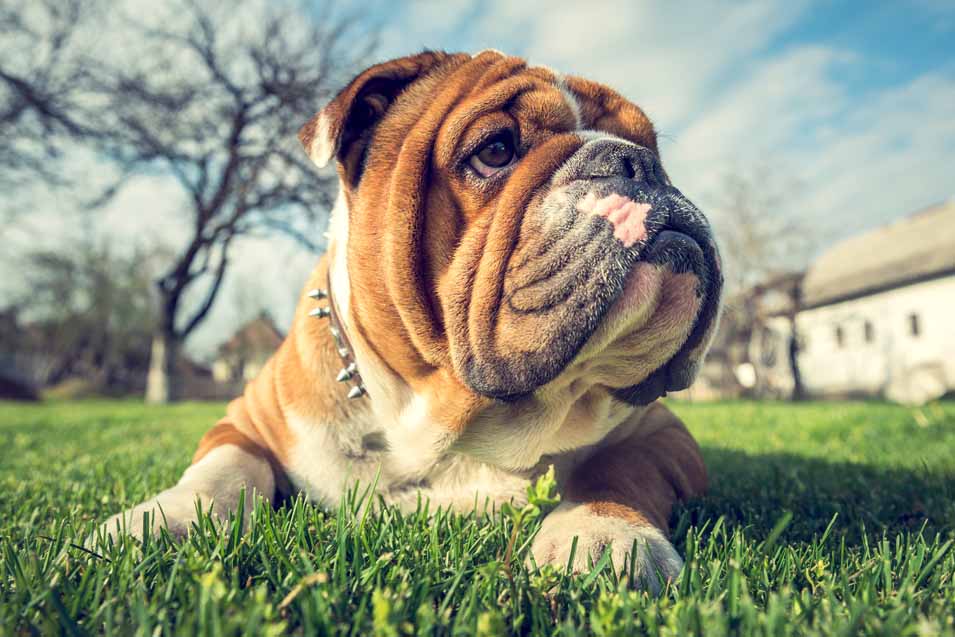 Picture of an English Bulldog