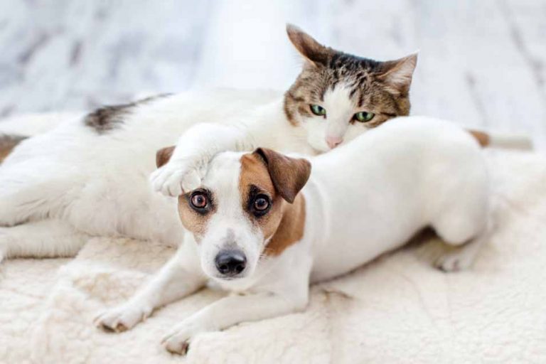 Picture of a dog and cat on a bed