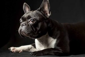 Picture of a black & white French Bulldog