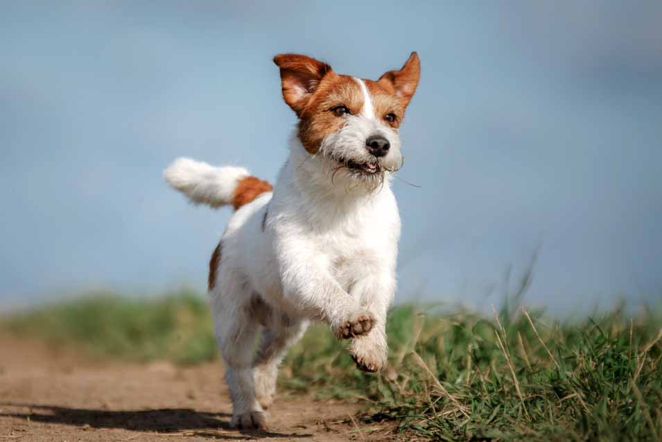 Picture of a Jack Russell Running Outside