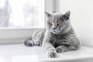 Picture of a British Shorthair Cat