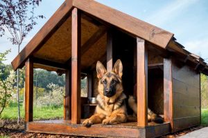 Dog laying in a dog house
