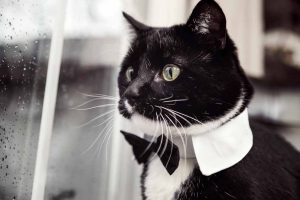 Picture of a Tuxedo Cat