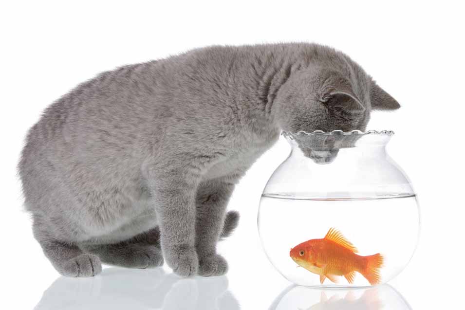 Picture of a grey cat looking at a fish