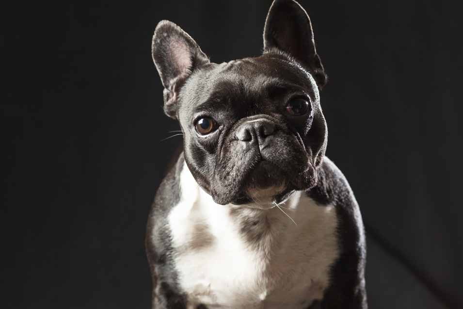 Picture of a French Bulldog sitting down