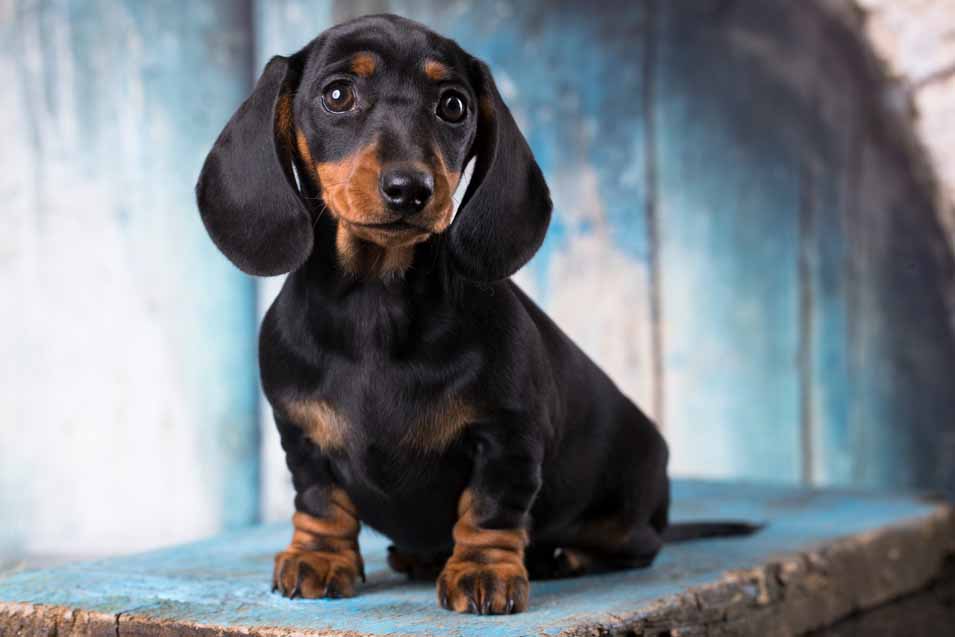 Picture of a Dachshund