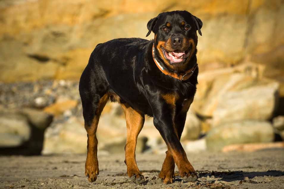 Picture of a Rottweiler 