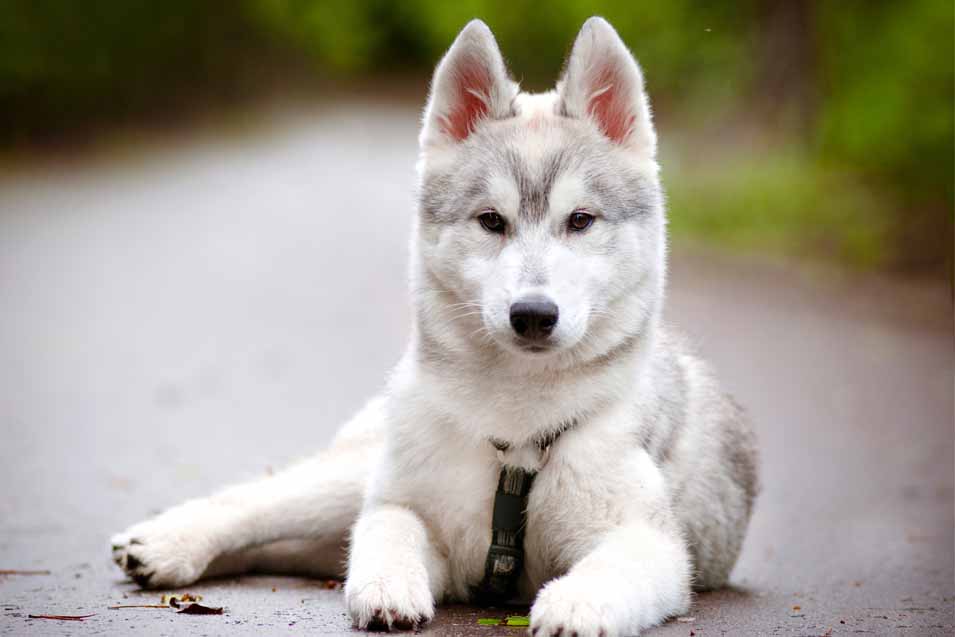 Picture of a Siberian Husky