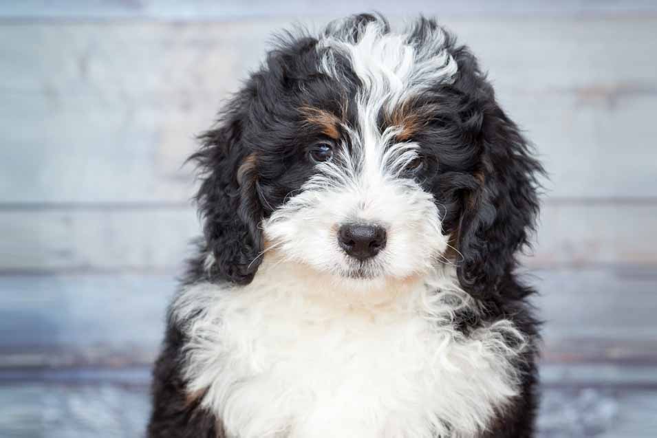 Picture of a Bernedoodle