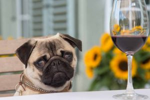 Picture of a dog and wine