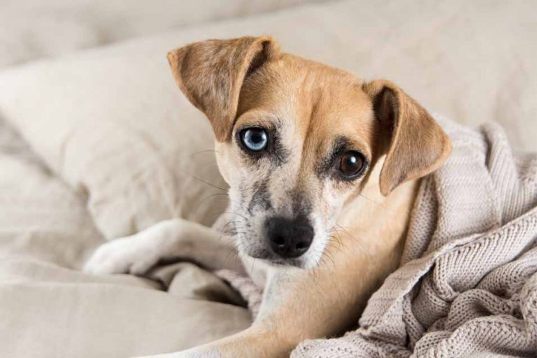 Picture of a dog on a bed