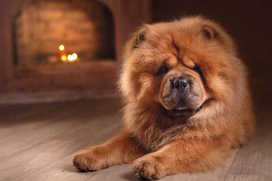 Picture of a Chow Chow