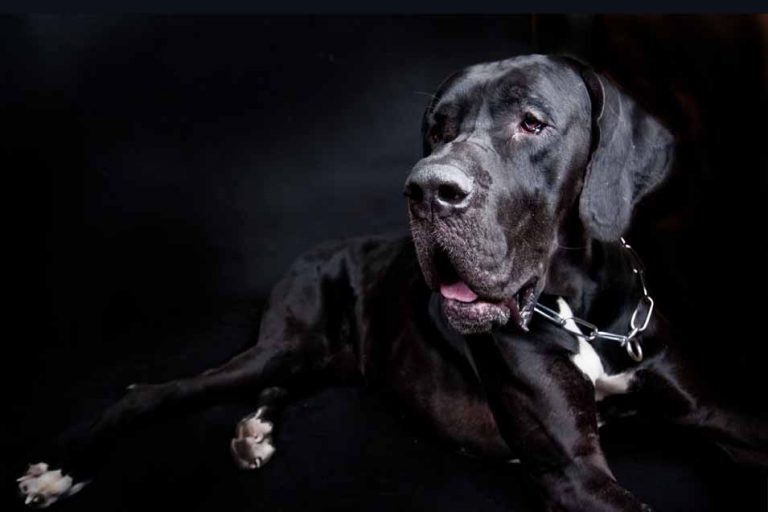 Picture of a black Great Dane