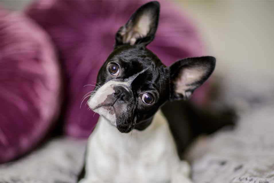 Picture of a boston terrier