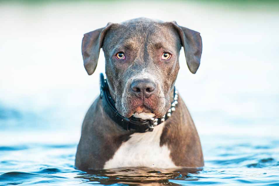 Picture of a dog sitting in the water