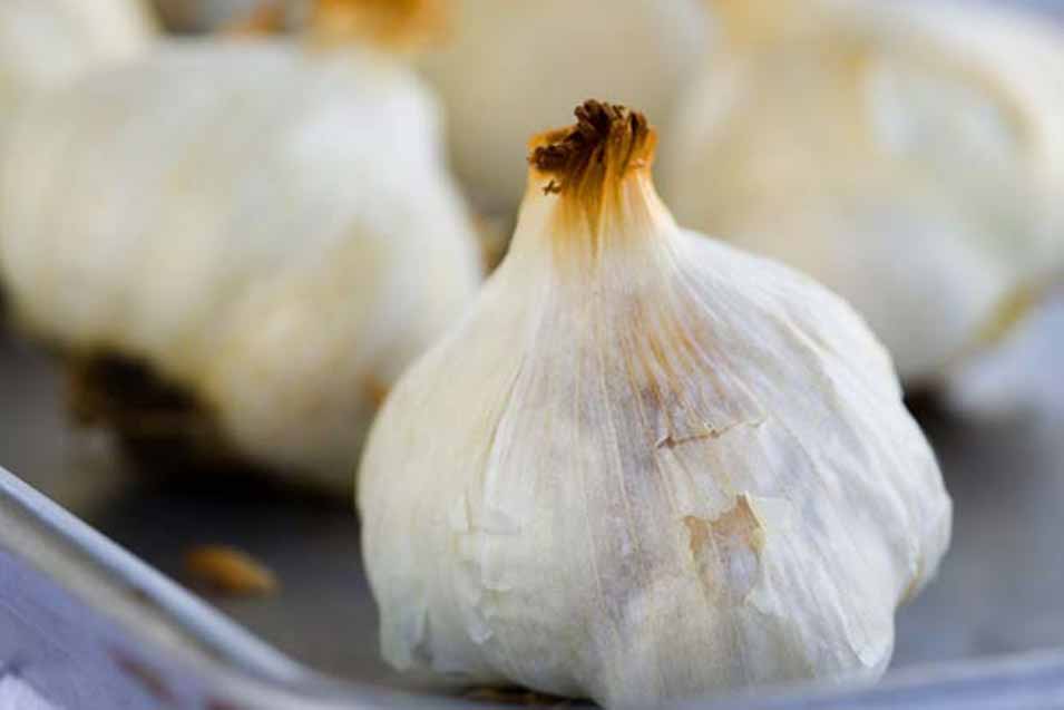 Picture of Garlic