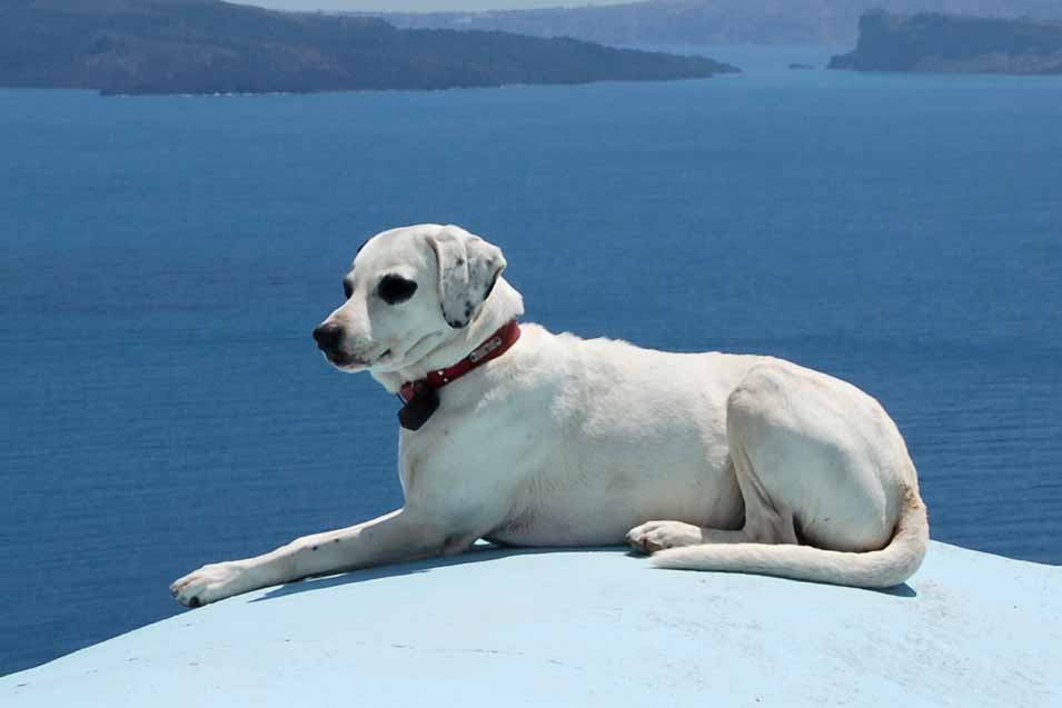 Picture of a dog in Greece