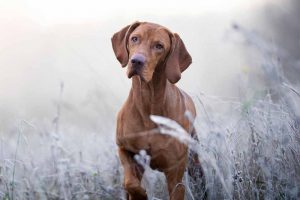 Picture of a hunting dog