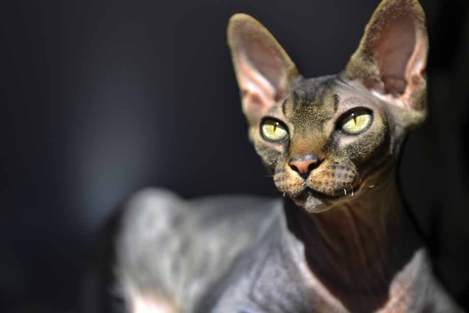 Picture of a sphynx cat