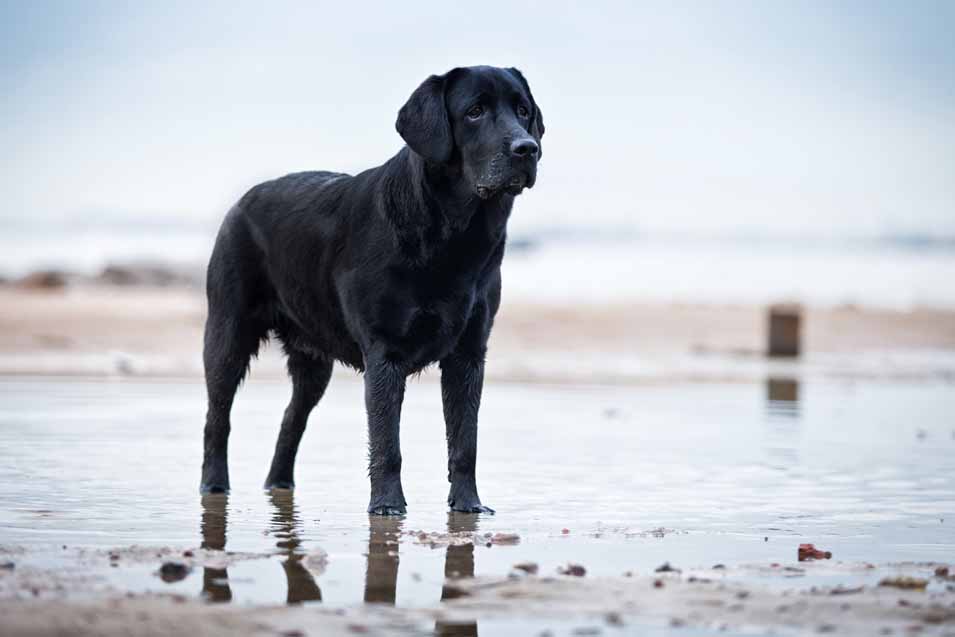 Picture of a dog at the beach